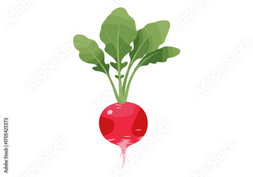 Fresh red radish root vegetable with green leaves growing from the top healthy food ingredient