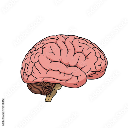 Illustration of a human brain with cerebellum and brainstem.