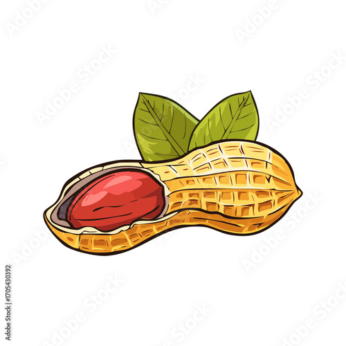Two Peanuts Vector Illustration
