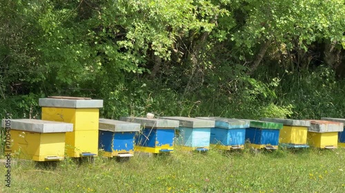 Row of wooden beehives in a grassy apiary with active honey bees gathering nectar.