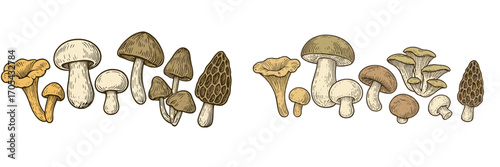 Assortment of various edible wild mushrooms including chanterelles, porcini, and morels in a detailed vintage engraved style