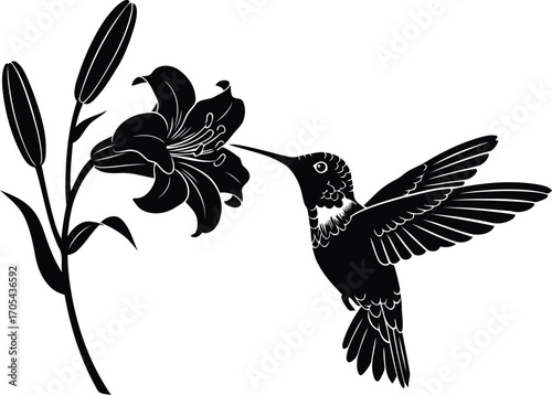 Hummingbird silhouette drinking nectar from flower isolated