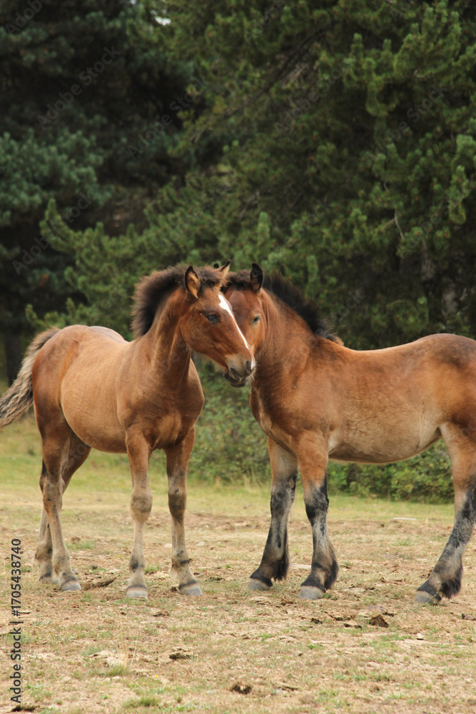 Fototapeta premium Potros salvajes en la naturaleza