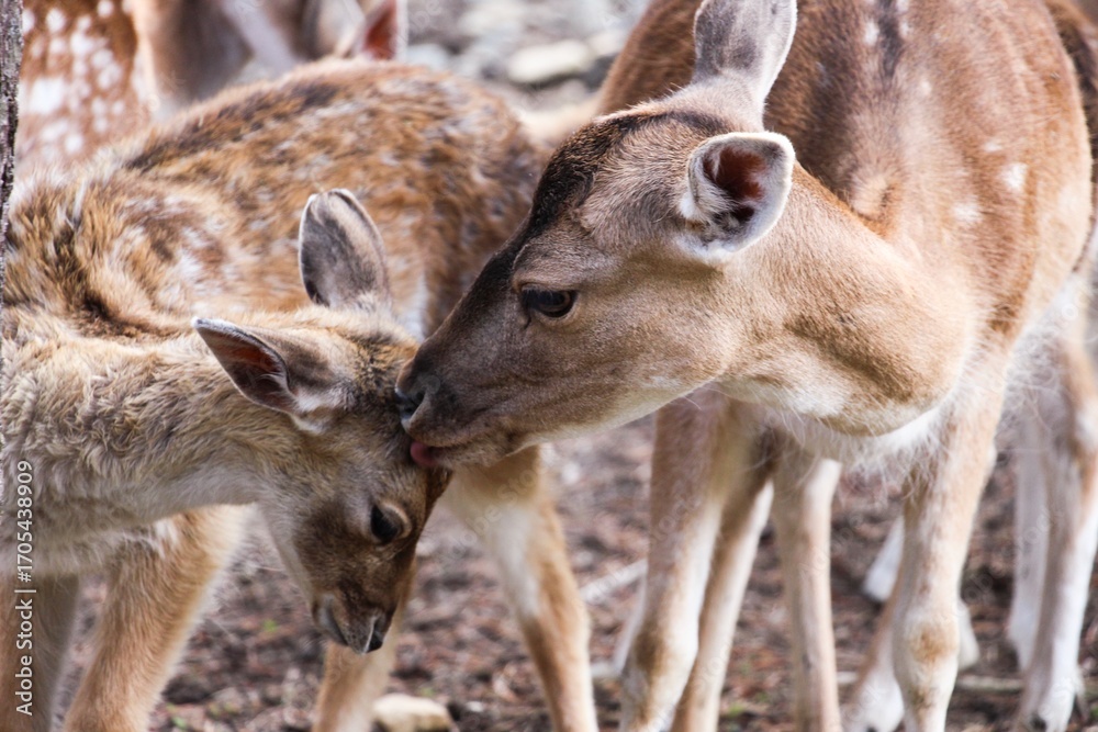 Fototapeta premium Ciervo madre con su cervatillo 