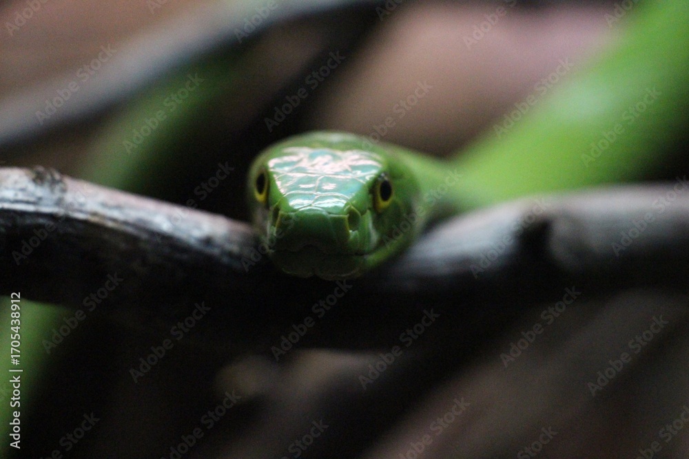 Fototapeta premium Serpiente en terrario 