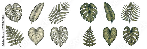 Exotic tropical leaves botanical elements in vintage hand drawn style with detailed textures and natural foliage