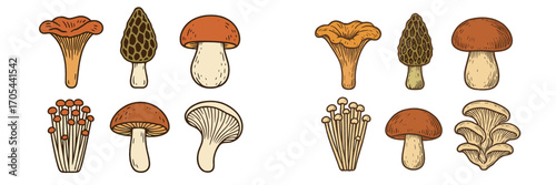 Diverse collection of mushroom species for culinary, nature, and healthy lifestyle themes, featuring various shapes and sizes