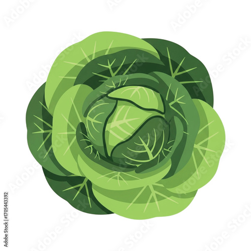 Fresh Green Cabbage Vegetable Illustration.