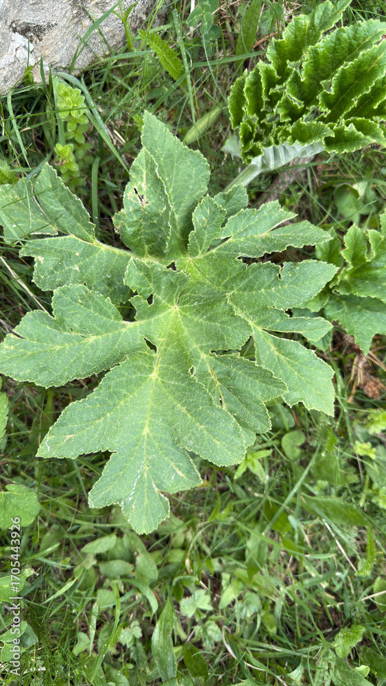 Fototapeta premium Giant Hogweed Bear's Claw Giant Hogweed Heraclea Hercules herb