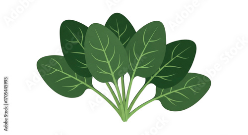 Fresh Spinach Leaves Healthy Green Vegetable.