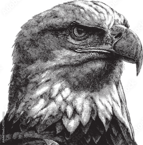 USA eagle illustration on a white background. This vector illustration can be used in any size you like for advertising, logos, and other work.