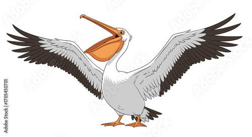 A white pelican with its wings spread wide open.