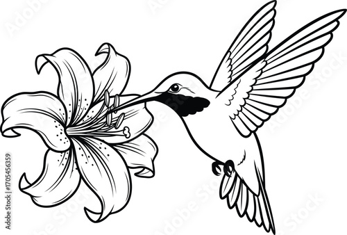 Hummingbird line art drinking nectar from flower illustration