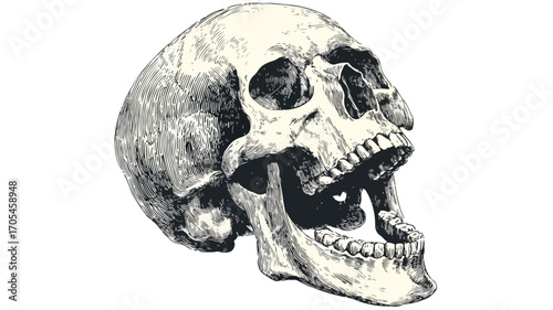 Laughing Human Skull Illustration with Open Mouth for Design Projects