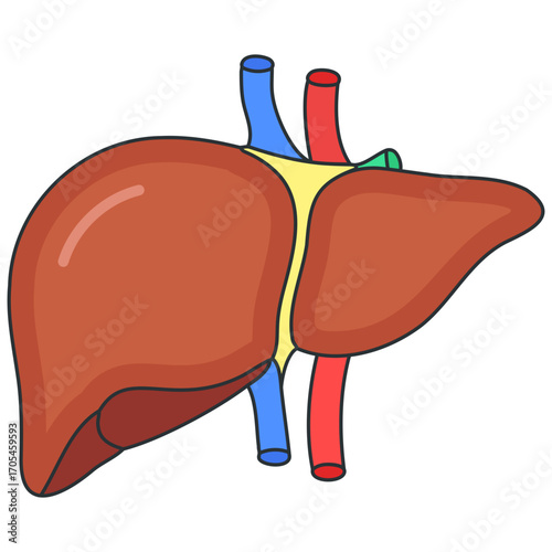 Liver Anatomy 2D Icon