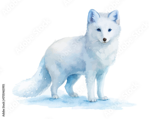 Watercolor arctic fox in snow vector illustration isolated on white background