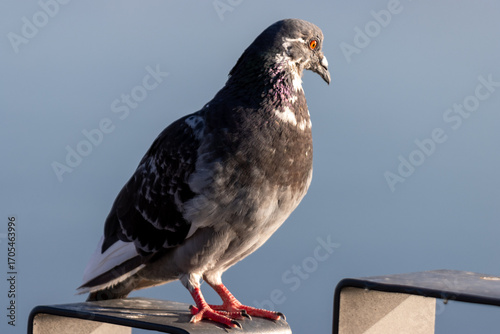 pigeon on a fence
