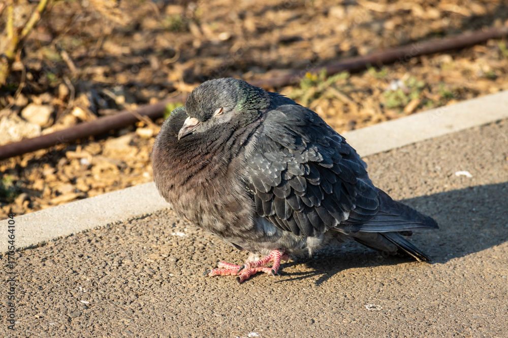 Obraz premium pigeon on the ground