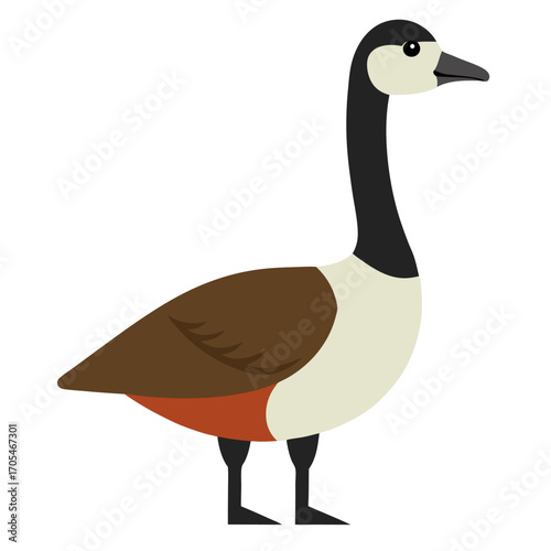 Vector of Canada Goose on white background