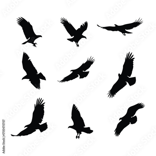 Silhouettes of Eagles and Vultures in Flight and Landing Poses