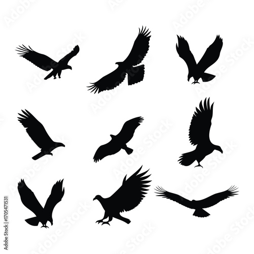 Silhouettes of Eagles and Vultures in Flight and Landing Poses