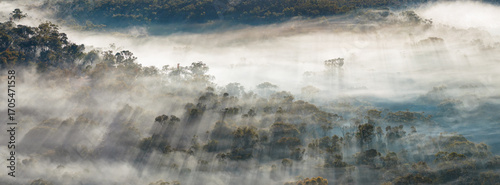 Aerial panorama of fog and rays of light coming through tree tops at Castlemaine, Central Victoria