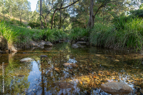 stream in the forest