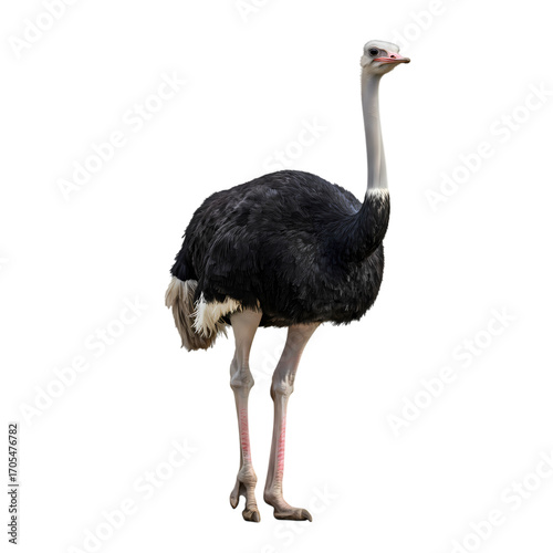 Majestic Ostrich A Profile of Africas Largest Bird on transparent background
