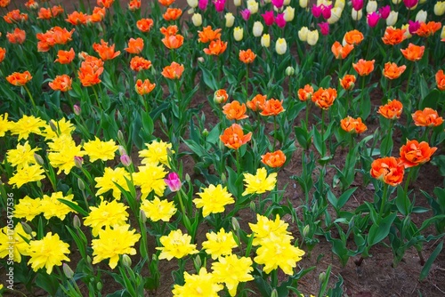 黄色とオレンジのチューリップ畑