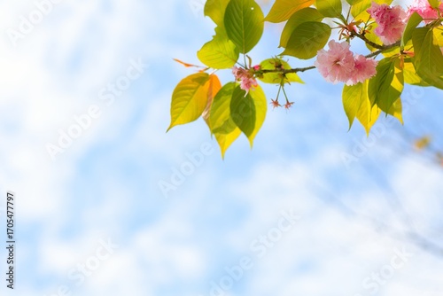 青空に伸びる八重桜