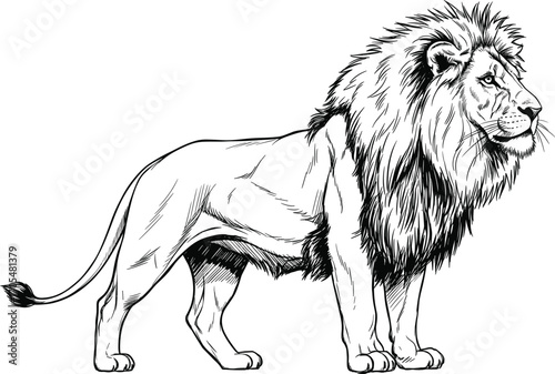 Black and white line art of standing lion with detailed mane, strong posture, sketch-style vector illustration for wildlife and tattoo design