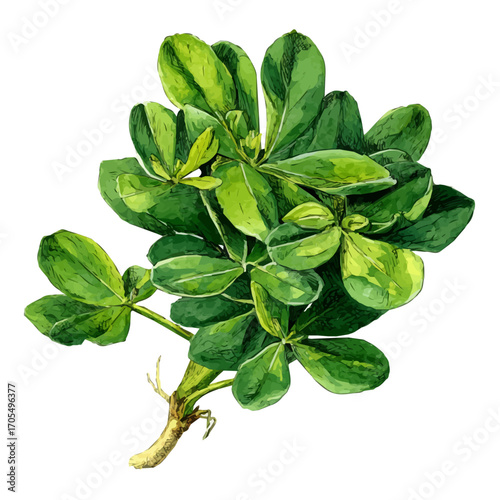 Fenugreek, watercolor illustration vector, isolated on a white background.