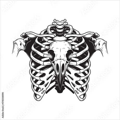 Vector art of bird skull on human rib cage illustration