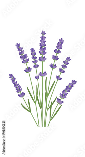 A beautiful bunch of lavender flowers with green stems and leaves.