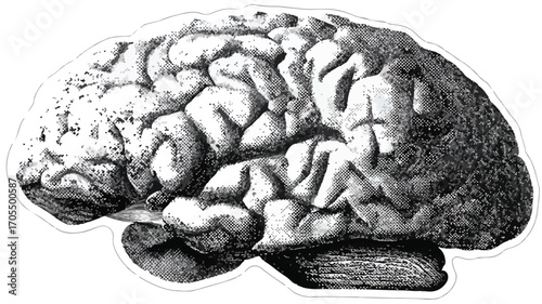 Human Brain Collage Element for Scrapbook Design Inspiration