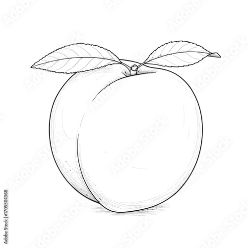 Sketch of a Peach Line Drawing of Fresh Fruit