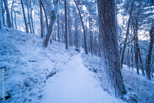 Verschneite Kalmit in Maikammer mit vereisten Bäumen und Nebelstimmung am Wintermorgen
