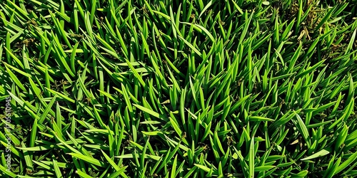 Close-up of textured golf course putting green, showing grass blades and subtle undulations,   natural,   seamless