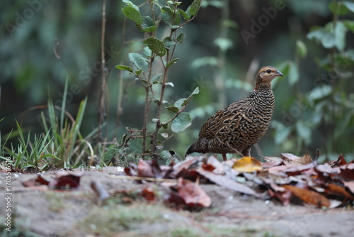 Canvas Print The black francolin (Francolinus francolinus asiae ) is a gamebird in the pheasant family Phasianidae of the order Galliformes