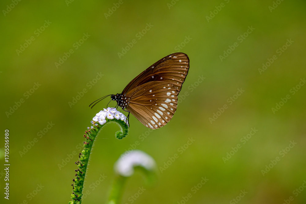 Fototapeta premium A dark brown Common Crow butterfly with distinctive white spots gently rests on a delicate, coiled white flower, standing out beautifully against a soft, blurred green background.