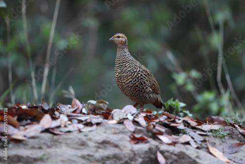 Photography The black francolin (Francolinus francolinus asiae ) is a gamebird in the pheasant family Phasianidae of the order Galliformes