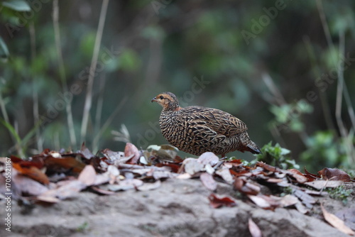 Canvas Print The black francolin (Francolinus francolinus asiae ) is a gamebird in the pheasant family Phasianidae of the order Galliformes