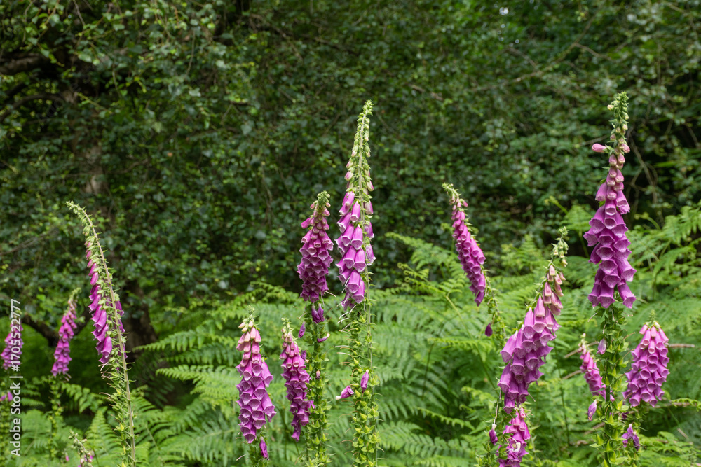 Obraz premium Beautiful digitalis purpurea flowers blooming among lush green ferns.