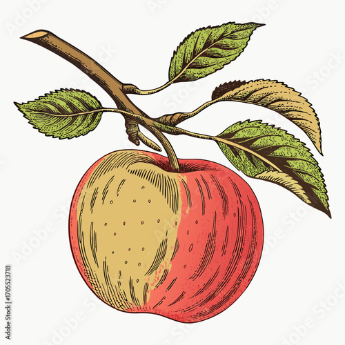 Vintage Apple with Branch and Leaves - Botanical Vector Illustration