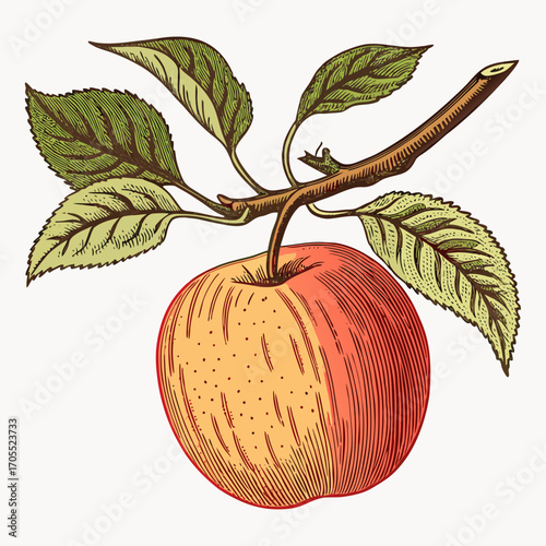 Vintage Apple with Branch and Leaves - Botanical Vector Illustration