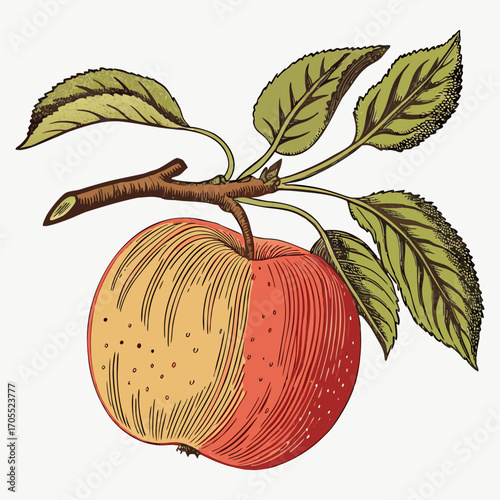 Vintage Apple with Branch and Leaves - Botanical Vector Illustration
