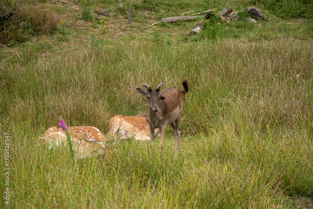 Obraz premium A young deer stands alert in a grassy field, surrounded by nature. The scene captures the tranquility of wildlife.