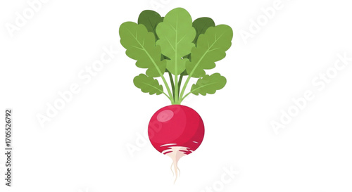Fresh Radish Vegetable with Green Leaves.