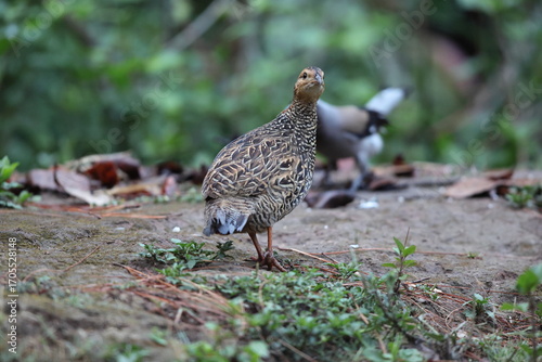 Photography The black francolin (Francolinus francolinus asiae ) is a gamebird in the pheasant family Phasianidae of the order Galliformes