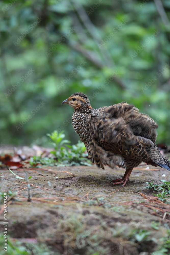 Obraz premium The black francolin (Francolinus francolinus asiae ) is a gamebird in the pheasant family Phasianidae of the order Galliformes. This photo was taken in North India.
